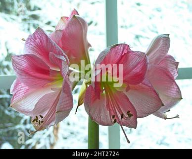 Amaryllis „Blushing Bride“ Stockfoto