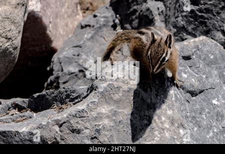 Nahaufnahme von Townsends Chipmunk auf dem Felsen. Neotamias townsendii. Stockfoto