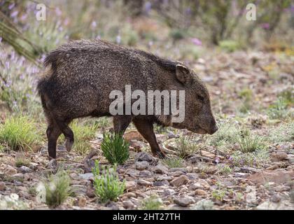 Ein Halsbandpeccary bahnt sich seinen Weg durch die Chihuahuan-Wüste. Stockfoto
