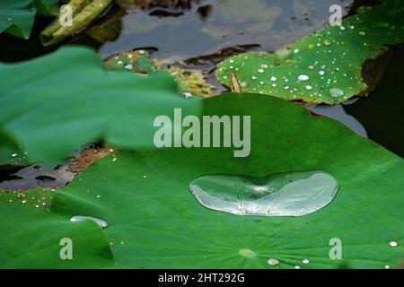 Eine Nahaufnahme von Wassertropfen auf die grünen Lotusblätter auf der Oberfläche des Teiches Stockfoto
