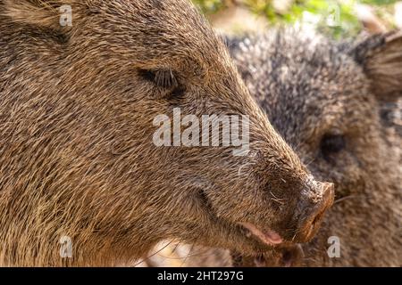 Nahaufnahme eines ausgewachsenen Halsbeins mit flacher, schweinähnlicher Nase, langen Wimpern und grobem Salz- und Pfeffermantel. Stockfoto