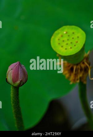 Vertikale Aufnahme einer geschlossenen Lotusblume und einer Lotuskerne gegen ein grünes Blatt Stockfoto