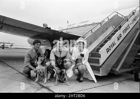 Blauer Peter fliegt in den Fernen Osten. Im RAF Lyneham sind die Moderatoren John Noakes, Christopher Trace und Valerie Singleton zu sehen. Ebenfalls dabei sind die Tiere des Programms, Petra (dunkler Hund), Patch und Jason, die Katze. 28.. Juli 1966. Stockfoto