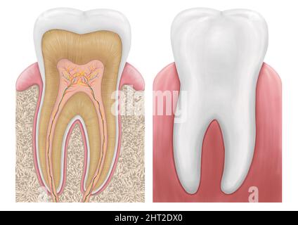Abbildung der menschlichen Zahnstruktur. Querschnittsschema, das Zahnschichten, Zahnschmelz, Dentin, Zellstoff mit Blutgefäßen und Nerven, Zahnanatomie darstellt Stockfoto