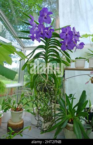 Orchidee „Vanda Blue Magic“ Stockfoto