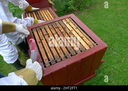 Imkerei Stockfoto