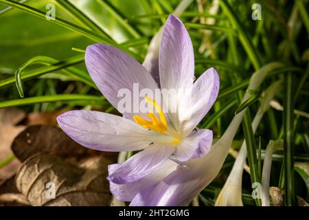 Eine mehrjährige purpurrote Krokusblüte der Familie Iris, die in einem natürlichen Waldgebiet mit einer geringen Schärfentiefe erwacht. Stockfoto