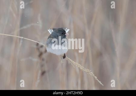 Dunkeläugige Junco, Junco hyemalis, die im Winterschneesturm auf Grashalmen fressen Stockfoto