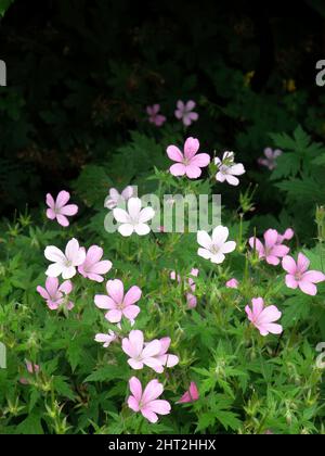 Spanische Faust „Rose Clair“ Stockfoto