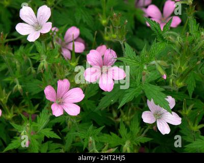 Spanische Faust „Rose Clair“ Stockfoto