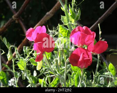 Süßerbse „Riesenschwanz gemischt“ Stockfoto