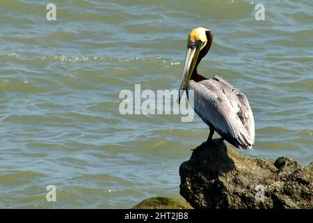 Brauner Pelikan (Pelecanus occidentalis) auf einem Felsen in der Nähe von Panama City, Federn auf dem Kopf gelb gefärbt. Stockfoto