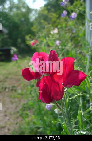 Süßerbse „Riesenschwanz gemischt“ Stockfoto