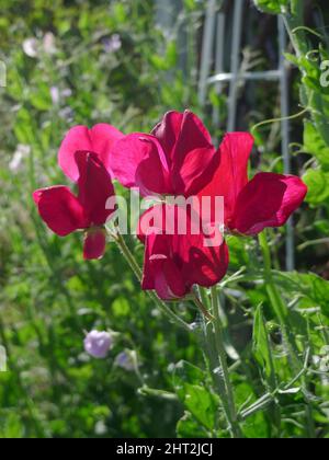 Süßerbse „Riesenschwanz gemischt“ Stockfoto