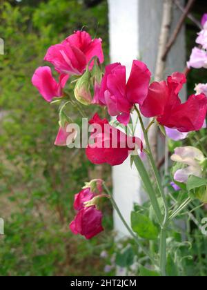 Süßerbse „Riesenschwanz gemischt“ Stockfoto