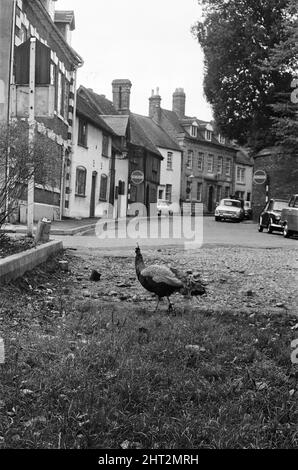 Ein Pfau in Warwick, Warwickshire, West Midlands. 28.. Oktober 1966. Stockfoto