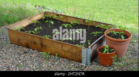 Pfefferpflanzen im Palettenkragen Stockfoto