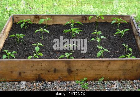 Pfefferpflanzen im Palettenkragen Stockfoto