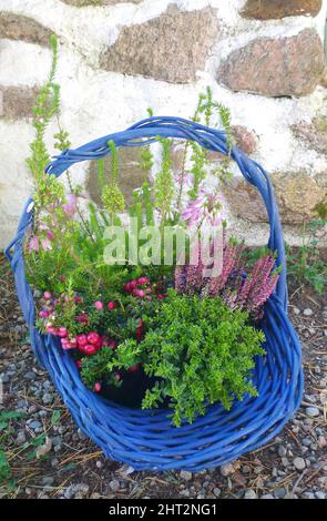 Blumenarrangements in blauem Korb Stockfoto