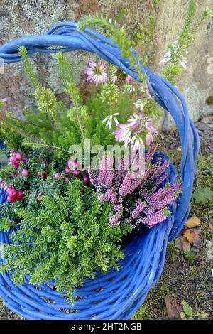 Blumenarrangements in blauem Korb Stockfoto