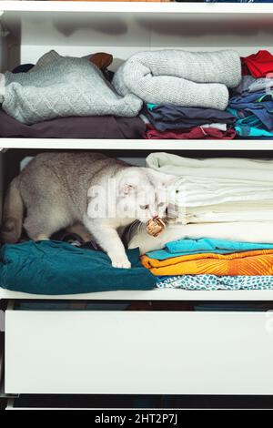 Britische Silberkatze versteckt sich in einem Schrank. Ungewöhnliches Tierheim, Katzengewohnheiten. Stockfoto