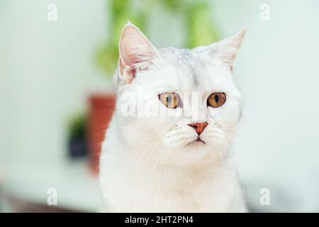 Die Katze liegt auf dem Bett. Britische Kurzhaar-Silberkatze in einem häuslichen Interieur. Stockfoto