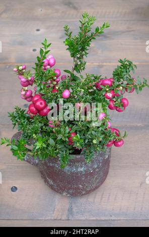 Beerenmelone „Pernettya“ im Topf Stockfoto