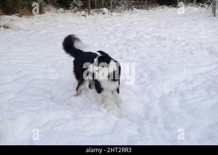 Border Collie spielt im Schnee Stockfoto