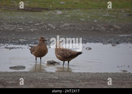 Schmarotzerraubmöwe / Arctic skua / Stercorarius parasiticus Stockfoto