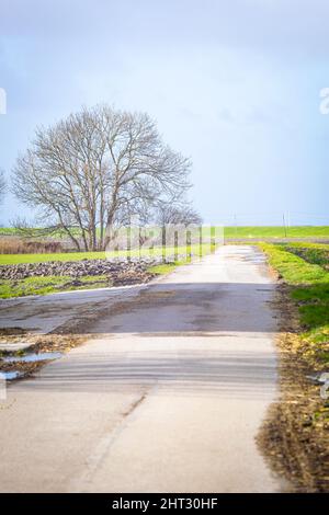 Eine Sackgasse führt zu einem einsamen Baum in der holländischen Landschaft Stockfoto