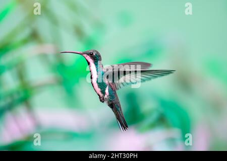 Weibliche Schwarzkehlige Mango-Kolibri, Anthracothorax nigricollis, mit grünem Farbton und einem grünen Hintergrund, der im Flug gefangen ist, in Bewegung. Stockfoto