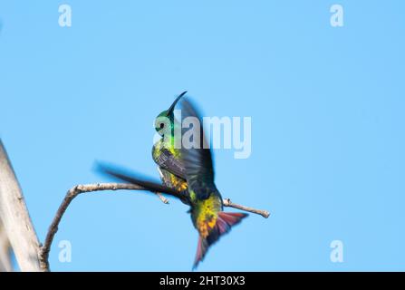 Zwei Mango-Kolibris mit Grünkehlchen, Anthracothorax viridigula, kämpfen um einen Barsch, einer verteidigt sich vor dem anderen, der hereinfliegt. Stockfoto