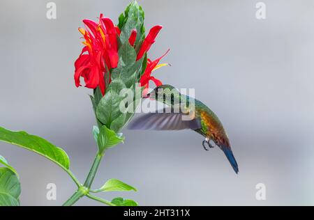 Glitzernder Kolibri aus Kupfer, Amazilia Tobaci, ernährt sich von einer tropischen roten Blume mit grauem Hintergrund. Stockfoto