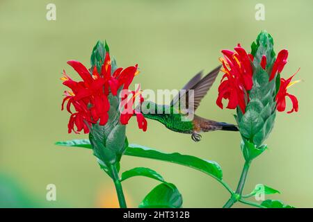 Glitzernder Kolibri aus Kupfer, Amazilia tobaci, der sich von tropischen roten Pachystachys-Blüten ernährt. Stockfoto