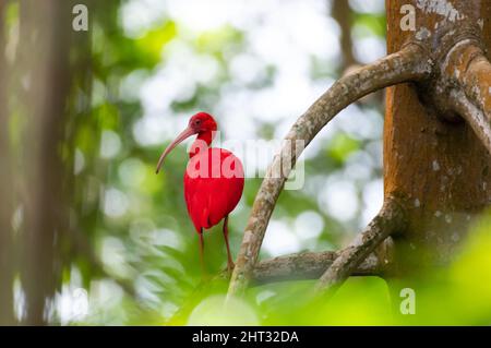 Ein leuchtend roter scharlachroter Ibis, eudocimus ruber, ragt in einem Mangrovenwald hervor. Stockfoto