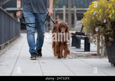 Niedliches Porträt eines irischen roten Setters, der mit seinem Besitzer auf der Straße spazierengeht Stockfoto