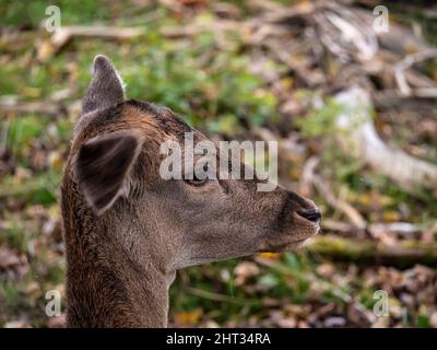 Porträt eines jungen Hirsches im Wald Stockfoto