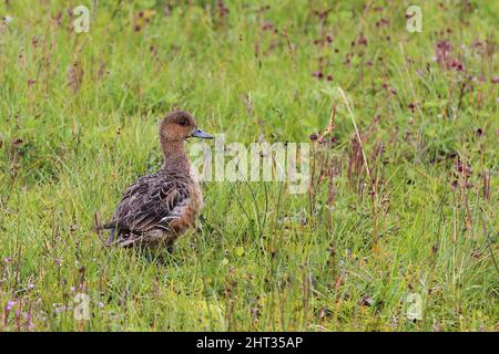 Schnatterente / Gadwall / Mareca strepera Stockfoto