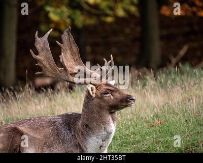 Ein Porträt eines männlichen Damhirsches, der auf einer Waldwiese liegt Stockfoto