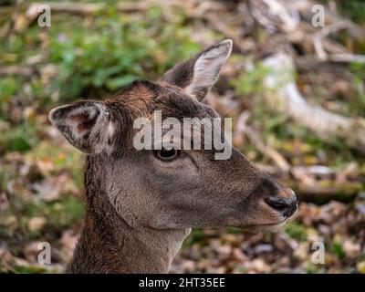 Porträt eines jungen Hirsches im Wald Stockfoto