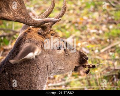 Porträt eines Damhirsches auf einer Waldlichtung. Stockfoto