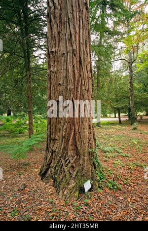 Weihrauchzederbaum (Calocedrus decurrens oder Libocedrus decurrens) im Park La Montesca, Città di Castello, Oberes Tibertal, Umbrien, Italien Stockfoto