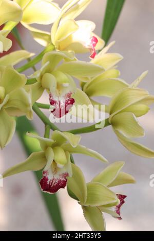 Natürliche Cymbidium-Orchidee. Gelbe Cymbidium Boot Orchidee blüht mit fleckigen roten bis gelben Lippenblüten Stockfoto