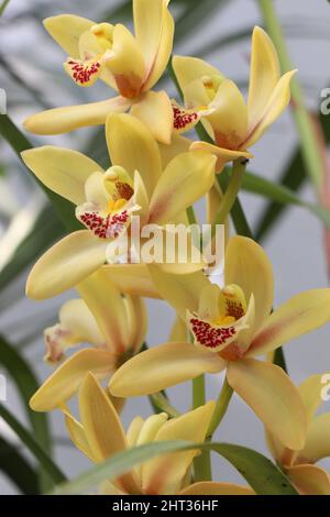 Natürliche Cymbidium-Orchidee. Gelbe Cymbidium Boot Orchidee blüht mit fleckigen roten bis gelben Lippenblüten Stockfoto