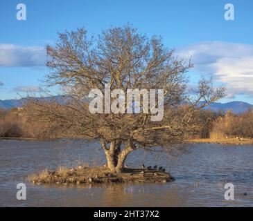 Feuchtgebiet mit verschiedenen Vogelarten bei Aiguamolls d'Emporda, Katalonien Stockfoto