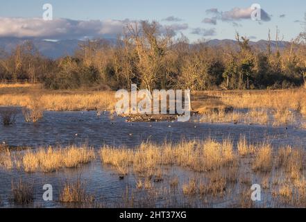 Feuchtgebiet mit verschiedenen Vogelarten bei Aiguamolls d'Emporda, Katalonien Stockfoto