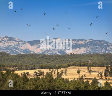 Geier kreisen im Himmel Stockfoto