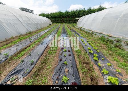 Bio-Lebensmittel im Bio-Gemüsegarten gesät Stockfoto