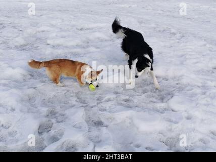 Border Collie und Welsh Corgi Cardigan Leker Stockfoto