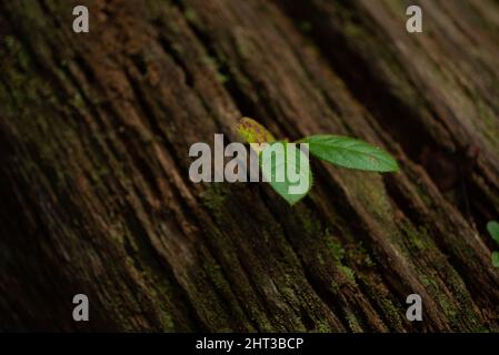 Closuep Schuss von frischen grünen Blättern auf einem Baumstamm Stockfoto